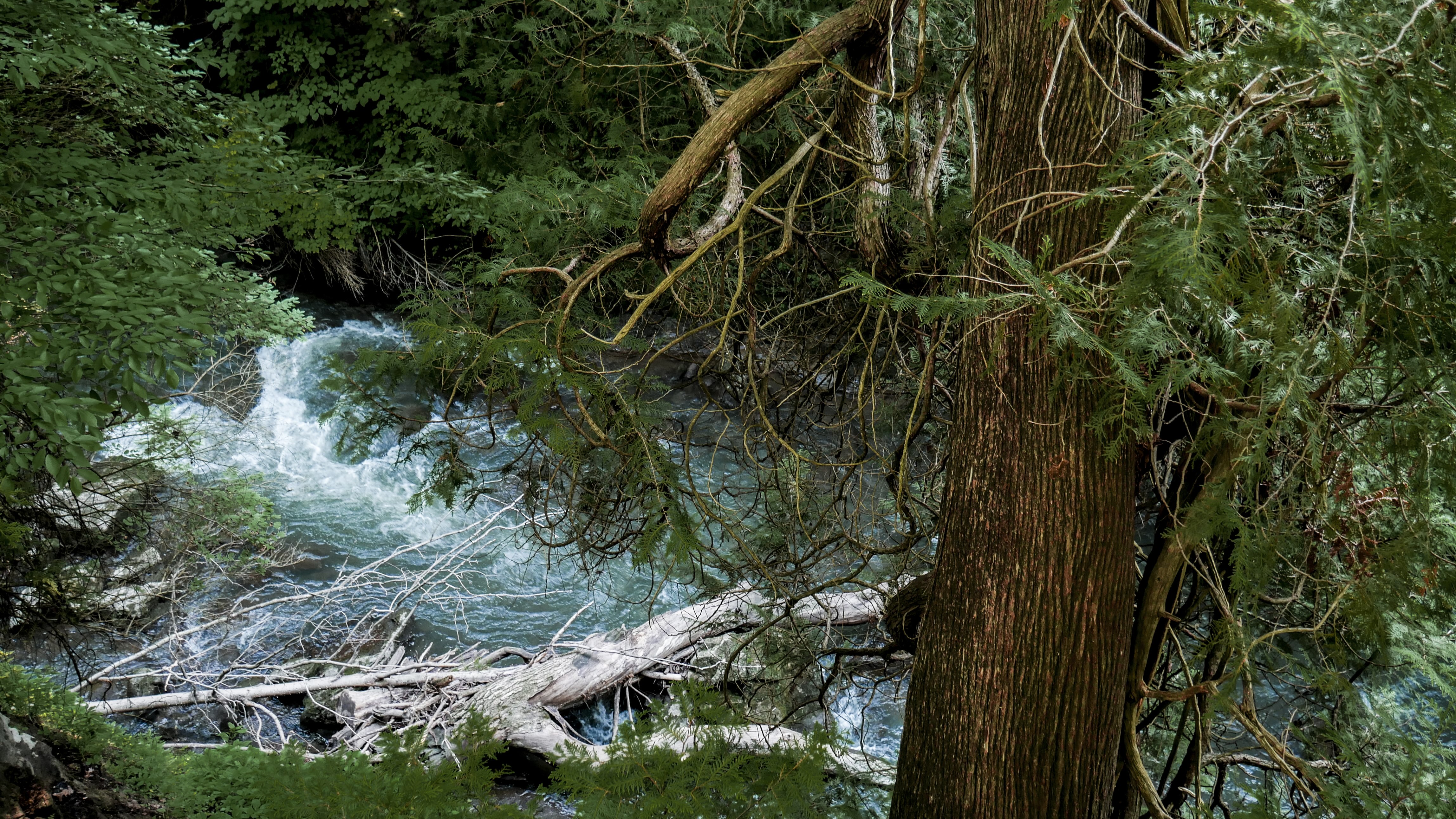 Rushing river flowing through dense forest