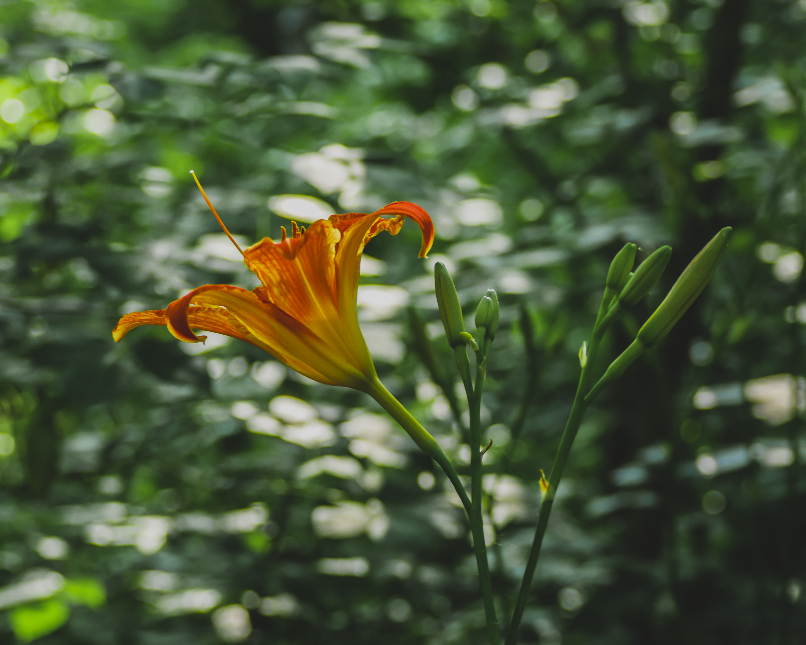 Vibrant orange lily against blurred green background