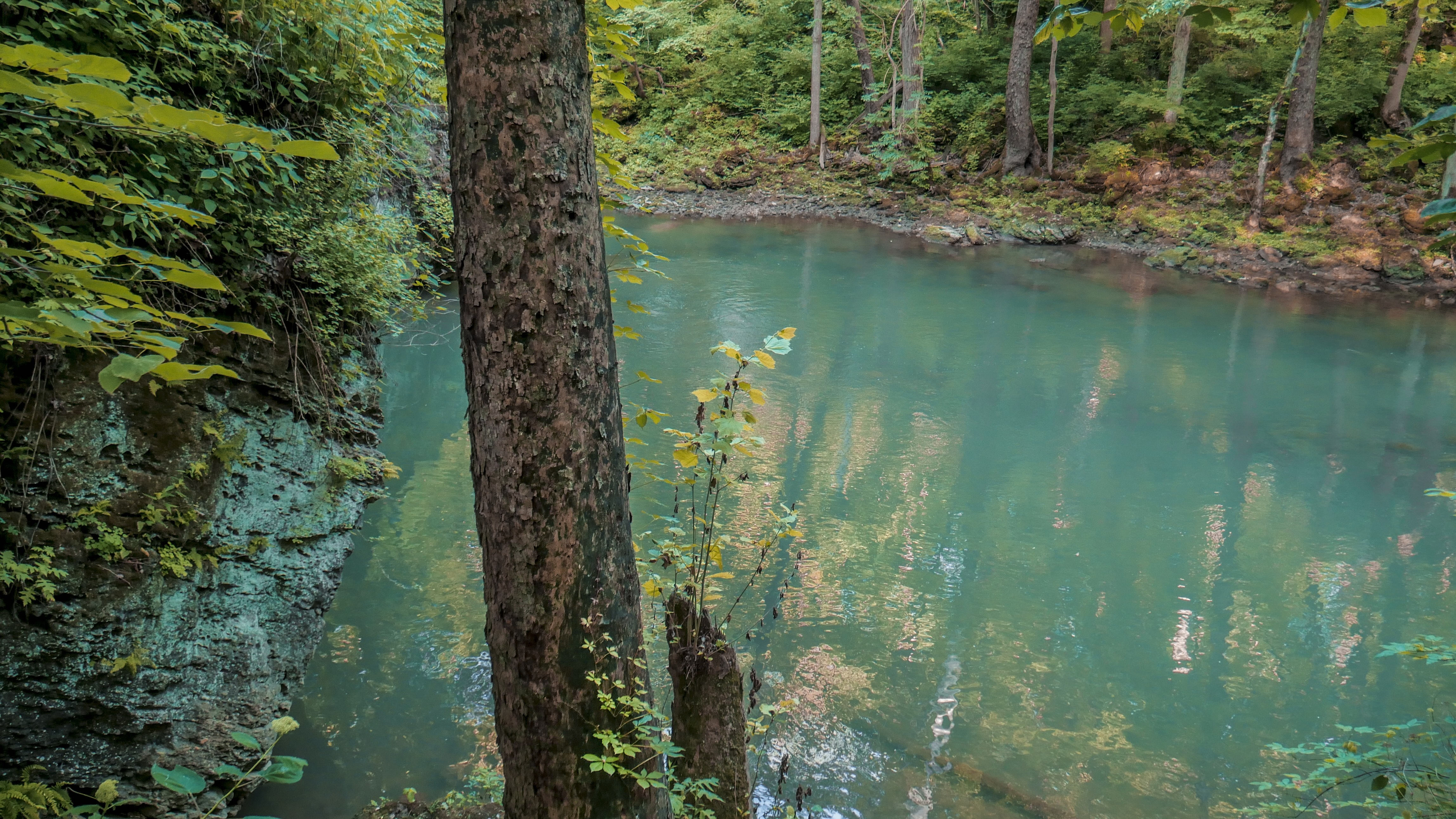 Calm turquoise river surrounded by lush forest